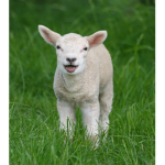 Sheep Fan Group!