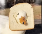 The funny and cool ducks