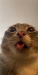 Plinky Pie