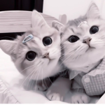 ღKittys