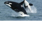 Whale killers