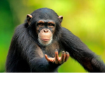 Strong Monke Army