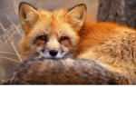 Foxy group ###