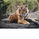 Tiger Team club