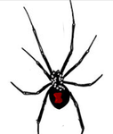 Black Widows Latrodectus