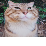 the cat taem
