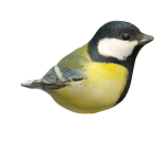 Great-tit on head