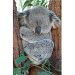 ~ Francesca’s Koalas ~