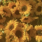 - Preppy sunflowers! - Group Thumbnail