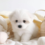 Lola’s sweeties