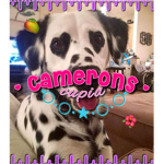 - camerons cupid -