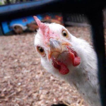 The Chickens!!