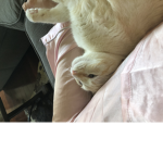 Kitty’s group only