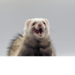 csokimikulas