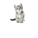 Kitten gang :3