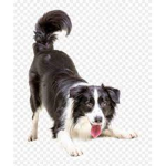 Doggiesarmy