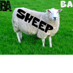 Bah bah sheep