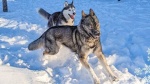 Bailey and Gus