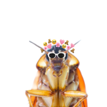 Cockroach brothers