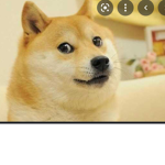 The doge army cool