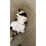 Group of the cat loving