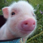 pig luvers anonymous