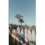 Surfsquad