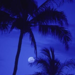 • Palm Tree Squad •