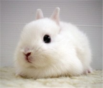 Cute Bunnies
