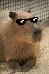 CAPYBARA TEAM WAR!