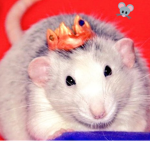 The skinny rat queens