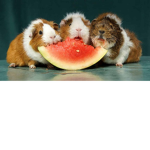 Guinea pig group :)
