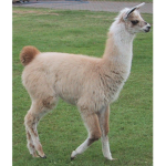 Llamaaaassssssssssssss