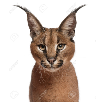 Wild Cats Roleplay (Desc.)