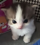 .pawuci.