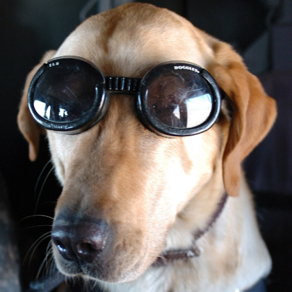 Dog Roblox decal