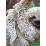 Sloths’s cuteness