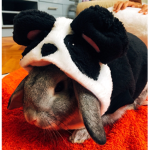 BunnysGoesDown