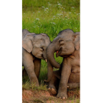 XoElephant