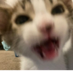kittyz''
