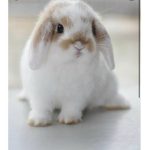 Rabbit cuteness