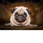 Raise a Pug Group