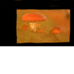 Mushroom cup
