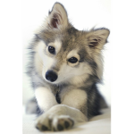 the cute wolfs group
