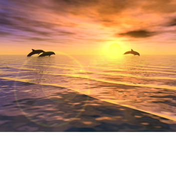 + Samurai Sea + Aesthetic Barn + Dolphins/Orcas +