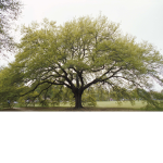 Tall Tree HeadQuarters