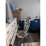 These are my cats