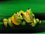 The Frogge Friends