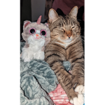 {Meow's Safe Place}