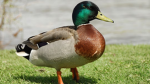 Ducksquad32
